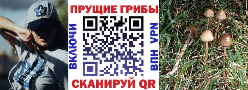 Псилоцибиновые грибы MAGIC MUSHROOMS Слюдянка